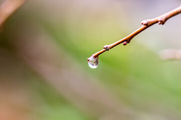 Gotas de agua en un árbol.