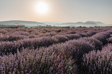 A panoramic view of the Lavender field against the background of mountains.