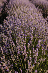 Lavender close-up. nice purple background from blooming lavender.
