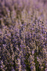 Lavender close-up. nice purple background from blooming lavender.