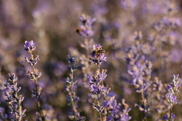 Lavender close-up. nice purple background from blooming lavender.