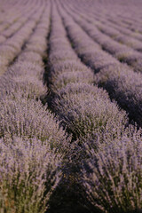 Lavender field. Beautiful lavender flowers close-up.