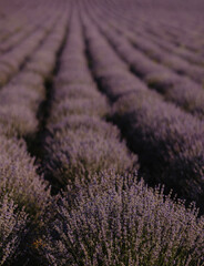 Naklejka na ściany i meble Lavender field. Beautiful lavender flowers close-up.