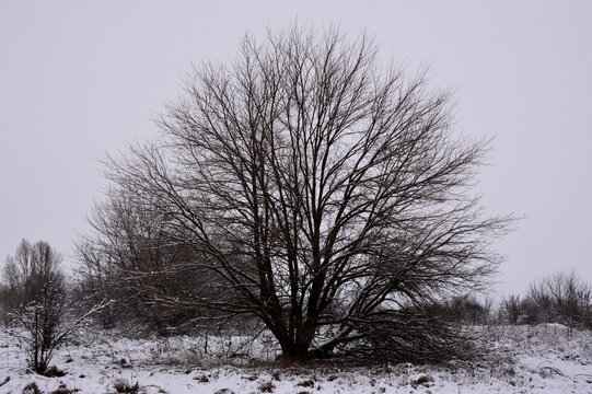 Old tree against a gray winter sky