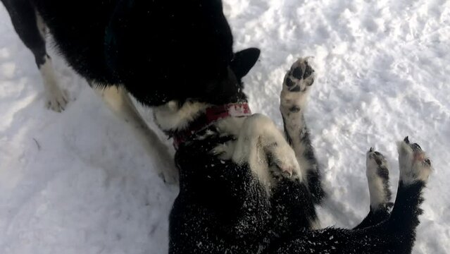 Two Northern Dogs play in winter. Black hunting Huskies bitch and male play in the snow.