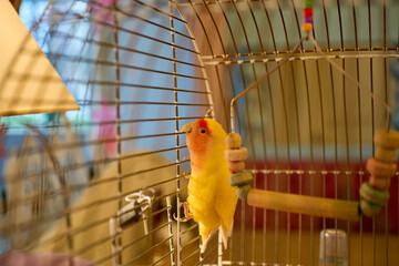 a bright parrot with beautiful plumage in a cage