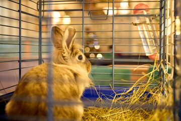 the rabbit is sitting in his cage and chewing hay