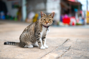 Fototapeta premium Beautiful Gray cat , white Cute Thai cat on blurry background.Beautiful colored cats. The cat's actions in various postures.Photo by selected focus.