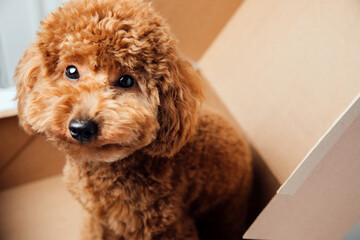 Pets portrait. A red poodle dog sits in a brown box on a white background. Top view
