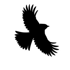 silhouette of a bird