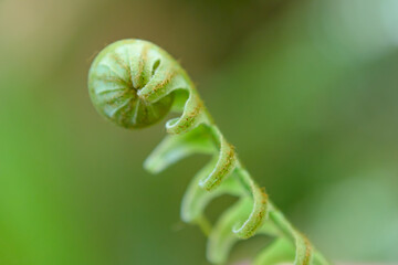 Fototapeta na wymiar Beautiful Close Up View Of Fresh Green Young Wild Ferns Plantation Bud In Spiral Form With Shallow Depth Of Field In The Forest
