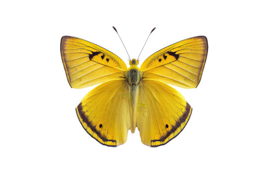 Beautiful light yellow butterfly isolated on white background. PNG. (Generative AI)