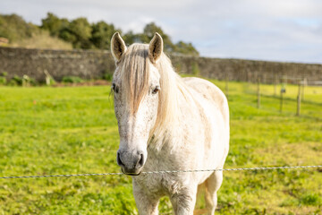 White horse standing of green pasture, looking friendly and cute.