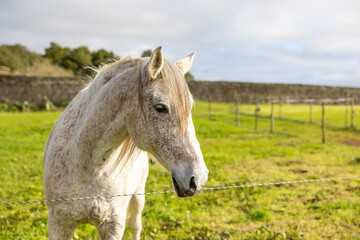Naklejka na ściany i meble White horse standing of green pasture, looking friendly and cute.