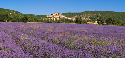 Fototapeta na wymiar The hilltop village of Banon in Provence with lavender fields in full bloom. Alpes-de-Haute-Provence, France