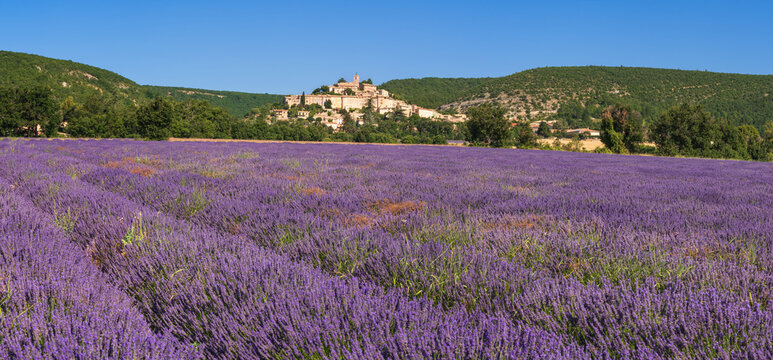 The hilltop village of Banon in Provence with lavender fields in full bloom. Alpes-de-Haute-Provence, France