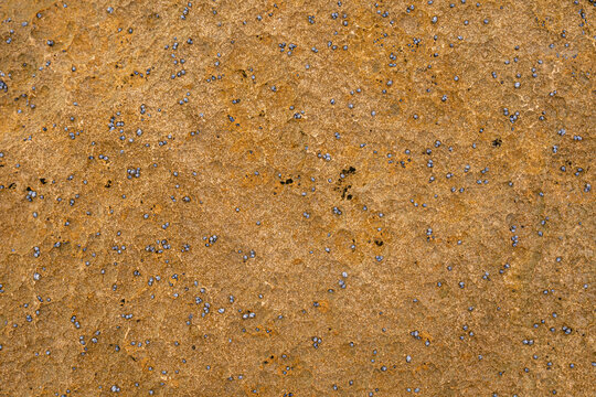 Texture of a yellow beach rock Texture  background in the beach with  small limpets on it. Wallpaper