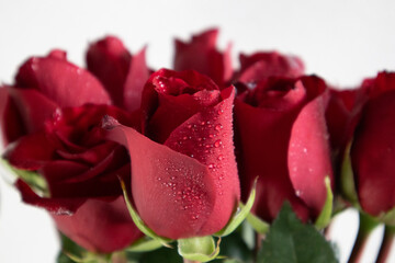 Close-up of red Bouquet lush roses with drops. Selective focus.