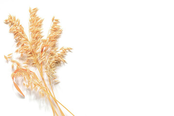 Oats plant on white background. Theme of harvest, farming.