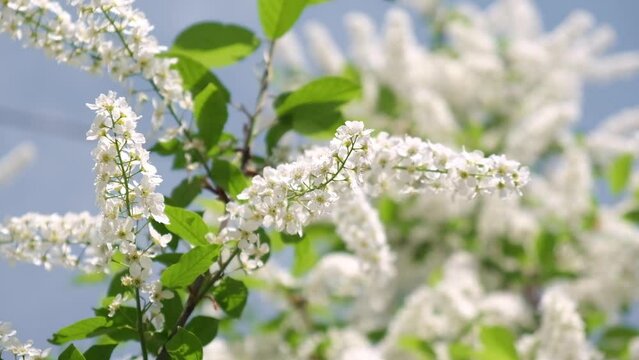 clusters of bird-cherry blossoms in closeup on blurry sky background. flowering Prunus Avium tree with white small flowers. bird cherry is in full bloom. view of spring blooming. selective focus.