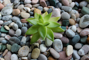 Fototapeta na wymiar Succulent Leaves Of Single Jade Plant Growing On A Stone Soil 