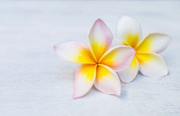 Closeup Plumeria flower on white wood background