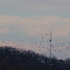 Snow geese in flight