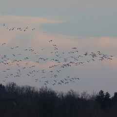 Snow geese in flight