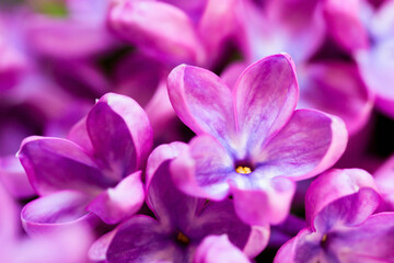 Defocus macro photo of lilacs, abstract background with purple colors. Beautiful background with spring flowers and space for copy. Abstract banner for Mother's Day, March 8, screensaver, postcard