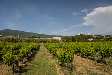 Vineyard of Ventoux