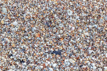 Shell close-up. The ocean coast. Background of seashells. View from above