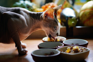Cats of rare breeds eat. Beautiful cats. Rare cats.