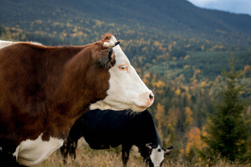 Close-up of a cow on a mountain pasture, healthy cow grazing