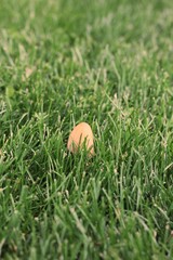 mushroom on the grass