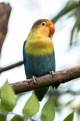 Obraz na płótnie Canvas Fischer's lovebird (Agapornis fischeri) is a small parrot species of the genus Agapornis