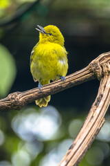 The common iora (Aegithina tiphia) is a small passerine bird