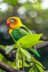 Fischer's lovebird (Agapornis fischeri) is a small parrot species of the genus Agapornis