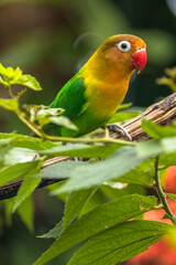 Fischer's lovebird (Agapornis fischeri) is a small parrot species of the genus Agapornis