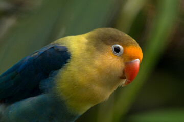 Fischer's lovebird (Agapornis fischeri) is a small parrot species of the genus Agapornis