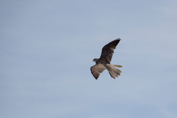 Fototapeta premium Falke am Himmel
