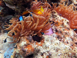 Naklejka na ściany i meble red sea clown fish