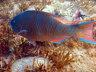 Parrot fish 