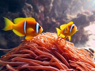 red sea clown fish