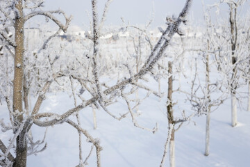 Fototapeta na wymiar Trees in the orchard covered by snow 