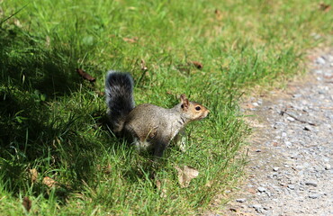 Naklejka na ściany i meble The squirrel runs through the forest clearing.