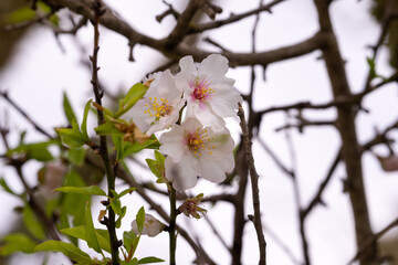 Mandelblüte / Mallorca / Spanien