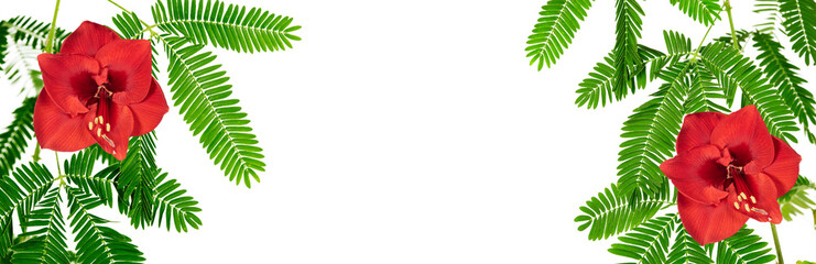 Green plant with red lily flower, frame, white space. Isolated on transparent background. Precision cut and flawless finish make it easy to incorporate the image into your projects.