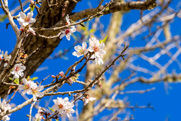 Mandelblüte / Mallorca / Spanien