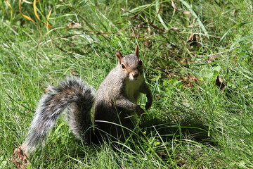 The squirrel runs through the forest clearing.