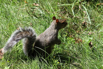 The squirrel runs through the forest clearing.